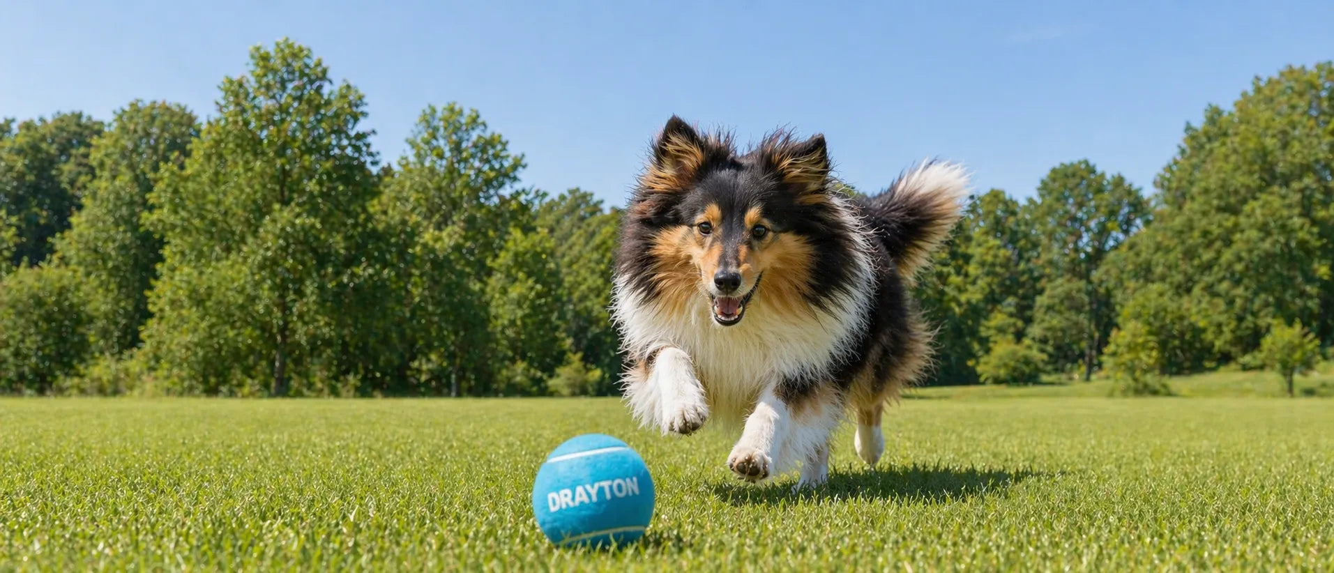 Dog chasing a branded tennis ball
