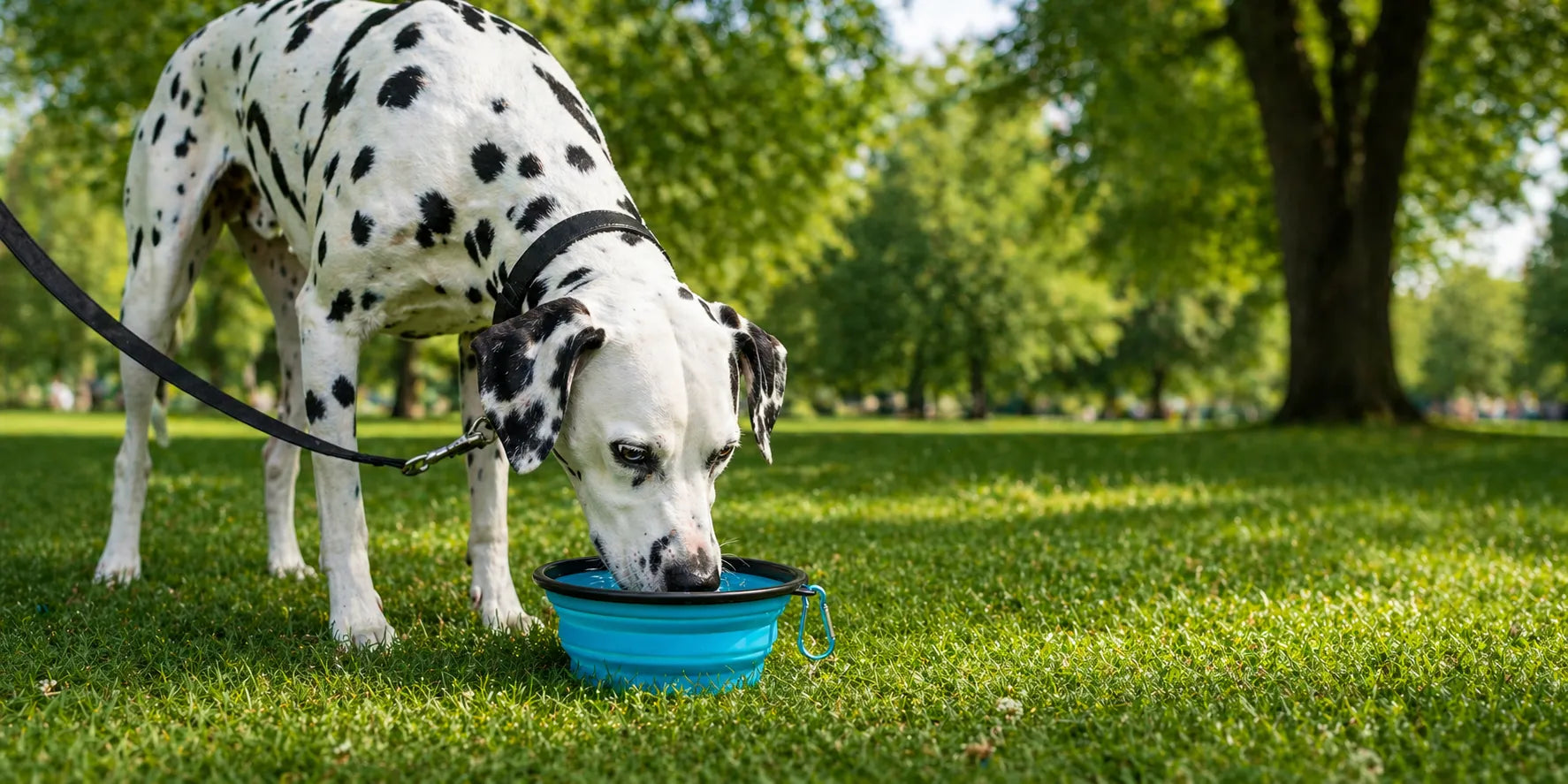 A Dalmatian dog drinking water from a bright blue collapsible bowl on a green grassy park lawn.