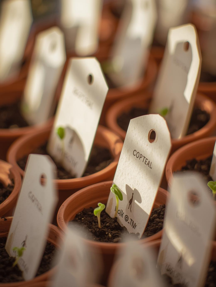 Plantable promotional gifts and seed paper stationery — eco-friendly branding.